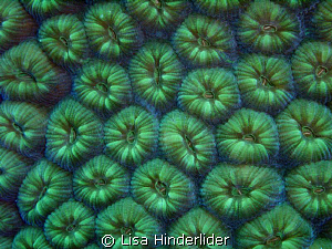 Some corals look just as beautiful closed up as they are ... by Lisa Hinderlider 